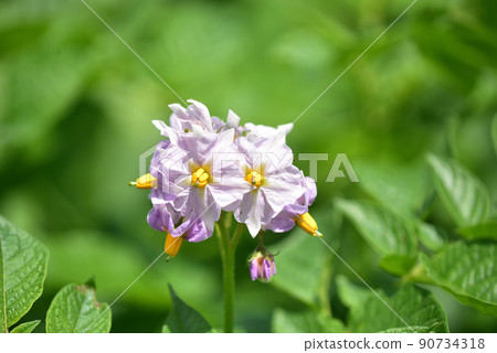 Baron tuber flower 90734318