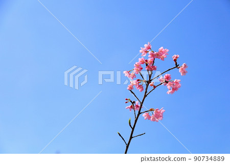 河津櫻花 河津櫻花 90734889