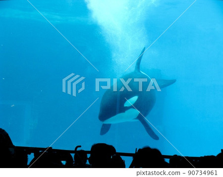 [水族館] 逆戟鯨，在水族館裡迷人的可愛動物 90734961