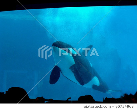 [Aquarium] Orca, cute animals that are charming in the aquarium 90734962