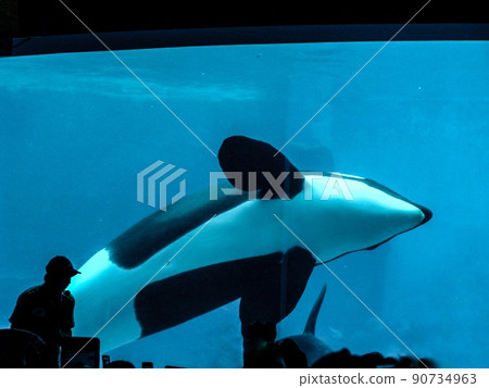 [Aquarium] Orca, cute animals that are charming in the aquarium 90734963
