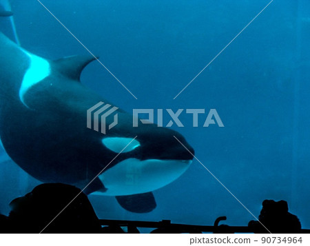 [Aquarium] Orca, cute animals that are charming in the aquarium 90734964