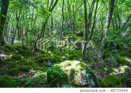 [Famous place for moss] Yamainudake [Kamikatsu Town] 90735040