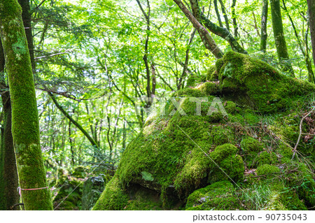 [Famous place for moss] Yamainudake [Kamikatsu Town] 90735043