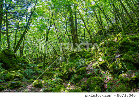 [Famous place for moss] Yamainudake [Kamikatsu Town] 90735046