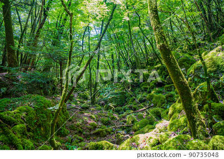 [Famous place for moss] Yamainudake [Kamikatsu Town] 90735048