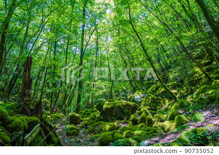 [Famous place for moss] Yamainudake [Kamikatsu Town] 90735052