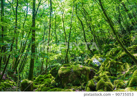 [苔蘚的名勝] Yamainudake [上勝町] 90735053