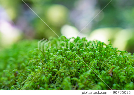 [Famous place for moss] Yamainudake [Kamikatsu Town] 90735055