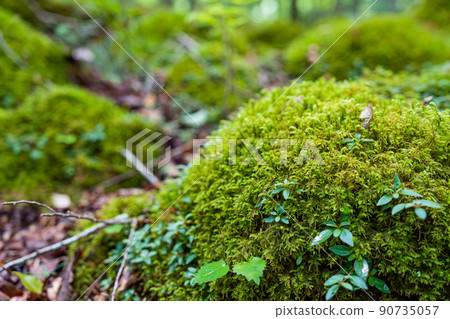 [Famous place for moss] Yamainudake [Kamikatsu Town] 90735057