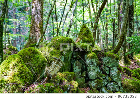 [Famous place for moss] Yamainudake [Kamikatsu Town] 90735058