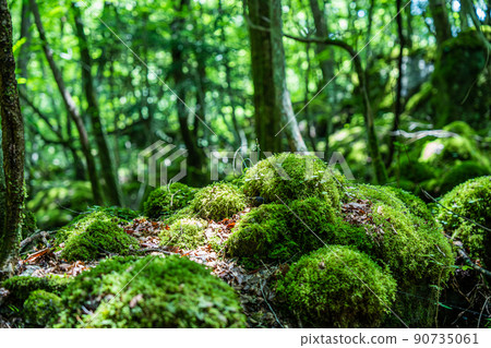 [Famous place for moss] Yamainudake [Kamikatsu Town] 90735061