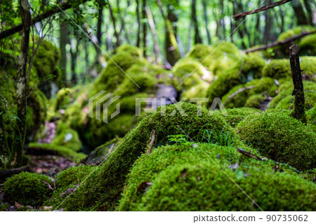 [Famous place for moss] Yamainudake [Kamikatsu Town] 90735062