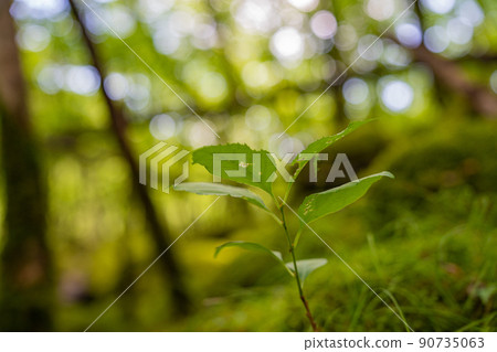 [Famous place for moss] Yamainudake [Kamikatsu Town] 90735063