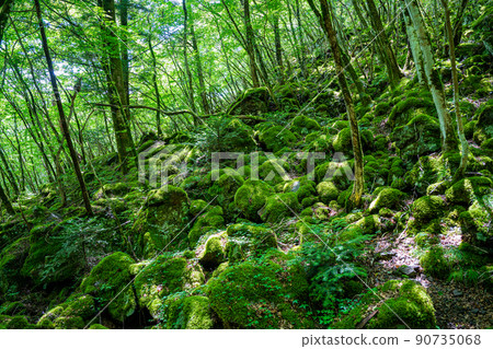 [Famous place for moss] Yamainudake [Kamikatsu Town] 90735068