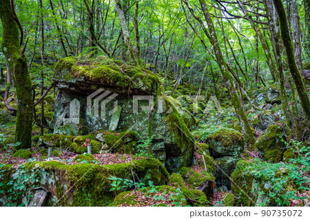 [Famous place for moss] Yamainudake [Kamikatsu Town] 90735072