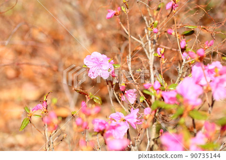 Japanese azalea azalea flower 90735144