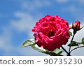 紅粉色玫瑰天空背景一個輪子 90735230