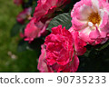 粉紅色和紅色的玫瑰 90735233