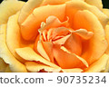 黃玫瑰特寫花瓣 90735234