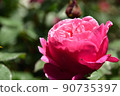 粉紅玫瑰，明亮的植物，花瓣 90735397