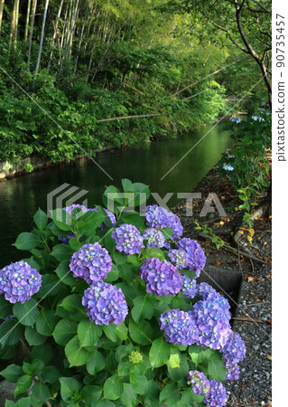 Hydrangea blooming along the irrigation canal (Ichi Hydrangea Highway in Kochi Prefecture) 90735457