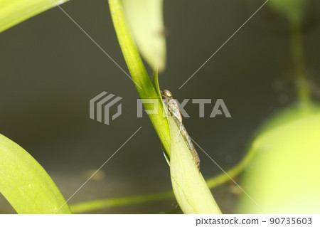 Emergence of damselflies Probably damselflies 90735603