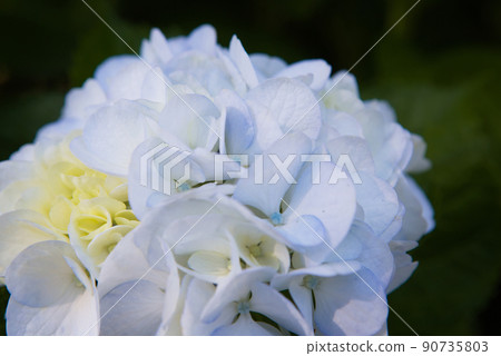 White hydrangea White hydrangea 90735803