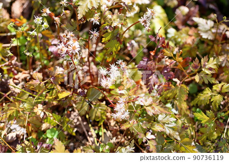 Seri bauren flowers Seri bauren flowers 90736119