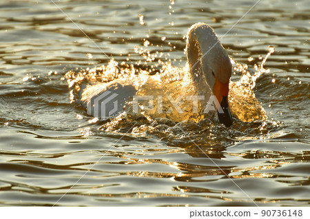 Swan in Oike 90736148