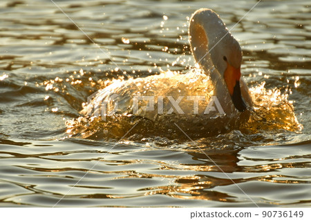 Swan in Oike 90736149