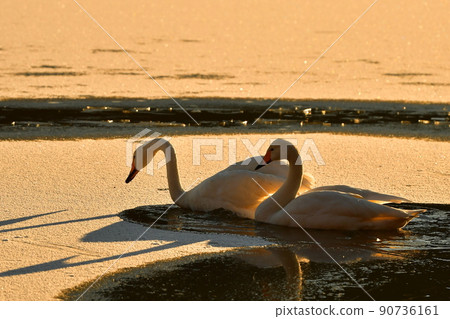 Swan in Oike Swan in Oike 90736161