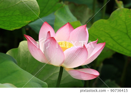 敞開的粉紅色蓮花 90736415