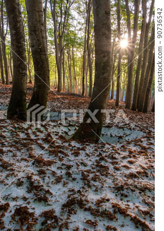 Shine of beech forest Shine of beech forest 90736542
