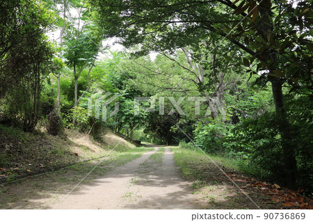 Early summer landscape 90736869