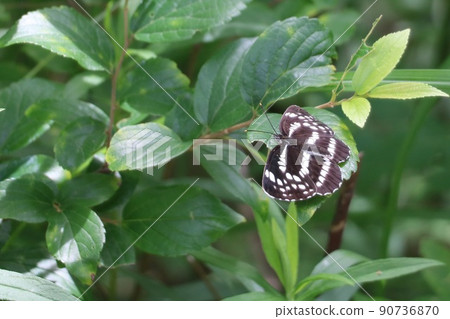 Rhinoceros Rhinoceros 90736870