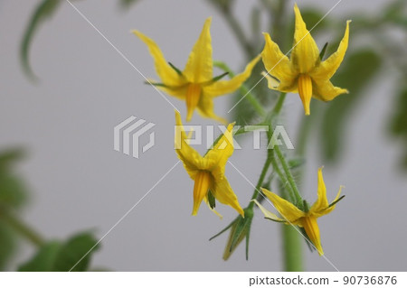 Mini tomato flowers Mini tomato flowers 90736876