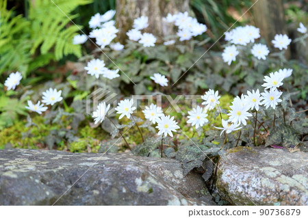 雪嗓子花 90736879