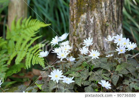 Snow throat flowers 90736880