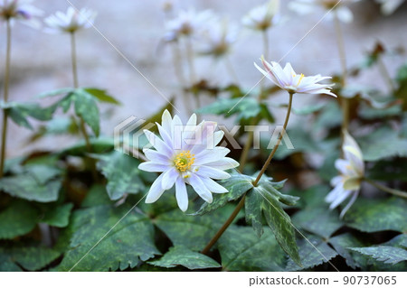 雪嗓子花 雪嗓子花 90737065