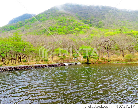 Raised bog in the morning 90737117