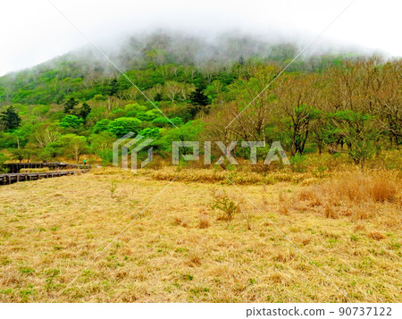 早上起來的沼澤 早上起來的沼澤 90737122