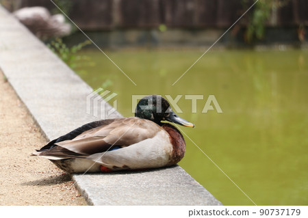 Mallard male early summer Mallard male early summer 90737179