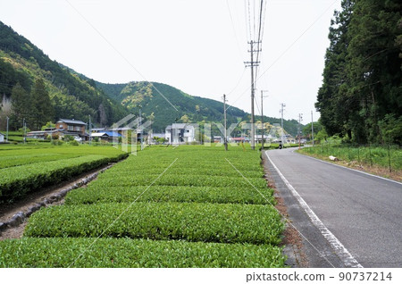 Kawanehon町和國道362的茶園[靜岡縣灰原區] 90737214