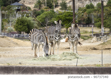 查普曼斑馬 查普曼斑馬 90737340