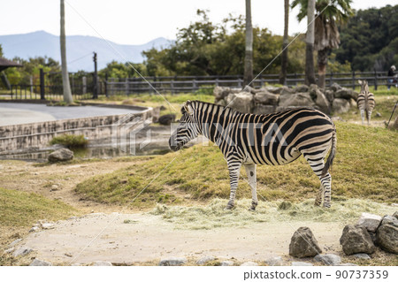 查普曼斑馬 查普曼斑馬 90737359
