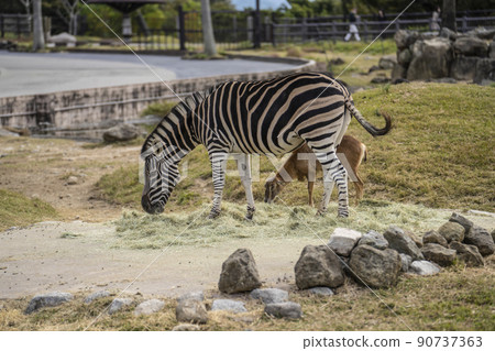 Chapman Zebra and Mouflon (female) Chapman Zebra and Mouflon (female) 90737363