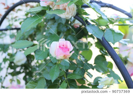 玫瑰花 玫瑰花 90737369