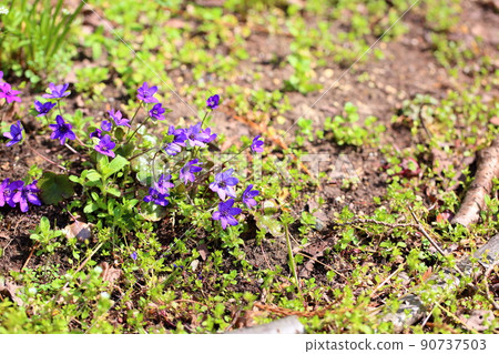 Flower of Famous Plants Flower of Famous Plants 90737503