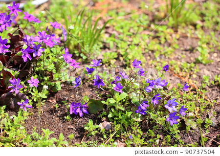 Flower of Famous Plants Flower of Famous Plants 90737504